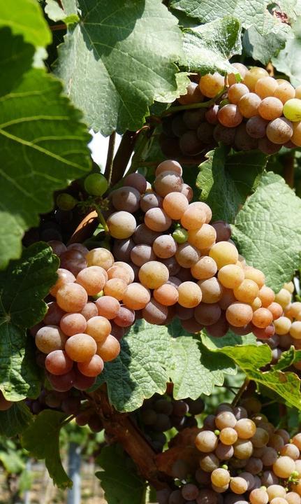 Wein Paradies an der Weinstrasse UG